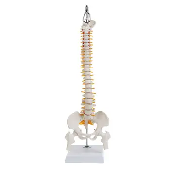45cm Esnek İnsan omurga Vertebral Lomber Anatomik Modeli Anato